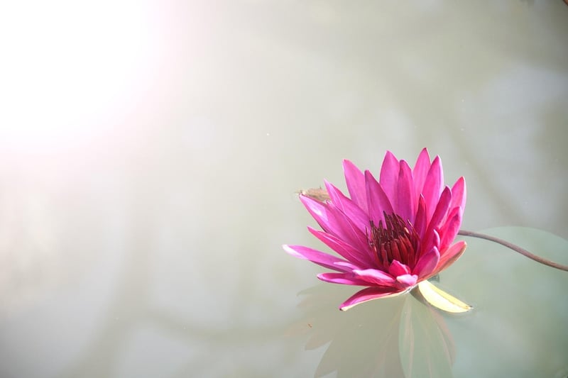 Lotus Flower Meditation